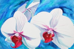 Orchids-Blue